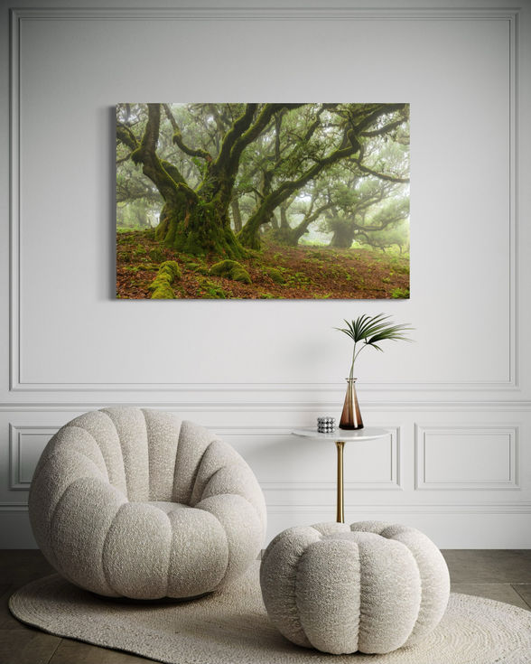 Photographie d’art d’un arbre majestueux de la forêt de Fanal, capturant une atmosphère brumeuse et mystérieuse.