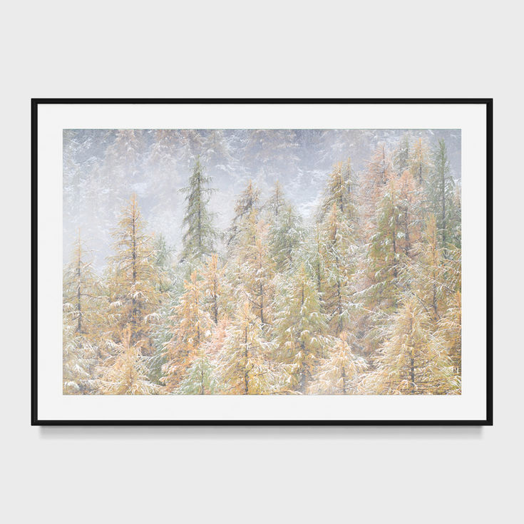 Photographie d'art de mélèzes dorés recouverts des premières neiges dans la vallée de la Clarée, Alpes françaises, sous une l
