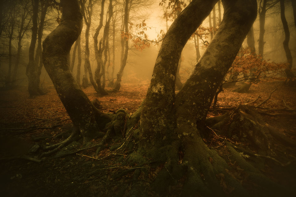 Brouillard automnal dans les Cévennes