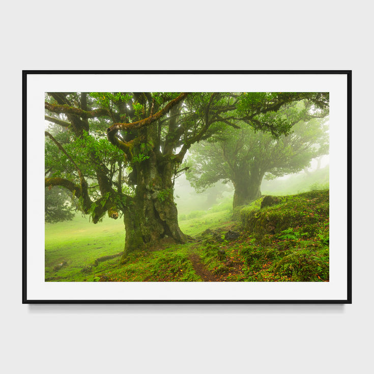 photo de la forêt de fanal