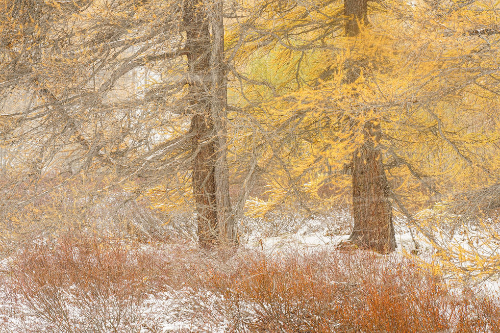 Photographie d'art de mélèzes dorés dans la vallée de la Clarée recouverts par les premières neiges d'automne dans les Alpes