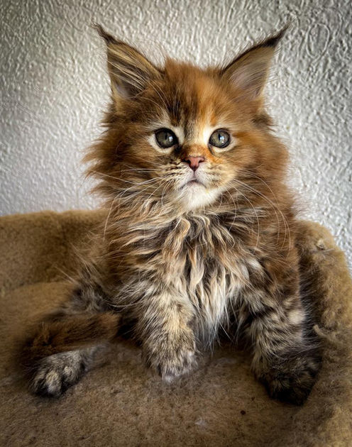 Maine Coon Mexico