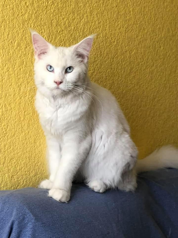 Maine coon blanco