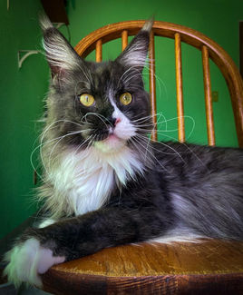 Maine Coon Mexico
