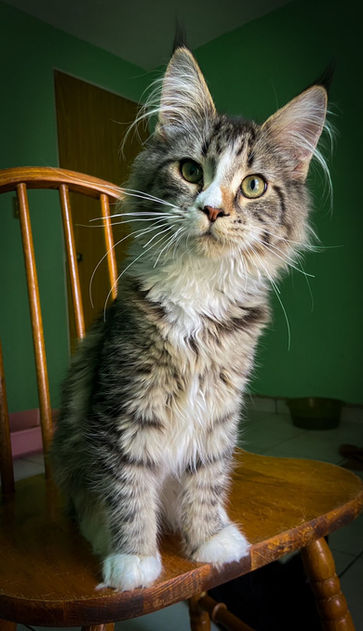 Maine Coon Mexico