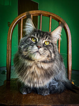 Maine coon Mexico