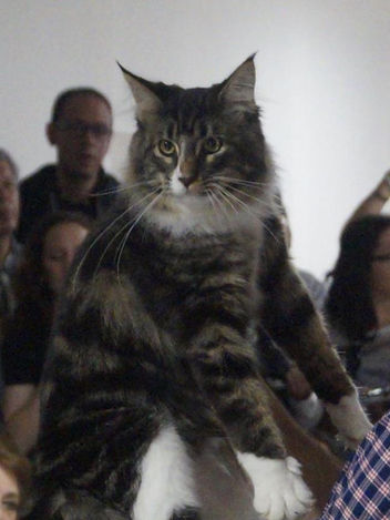 GATO GIGANTE13102626_1015124291875001_5055788377751099740_n.jp