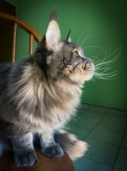 Maine coon Mexico
