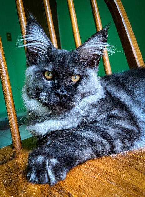 Maine Coon Mexico