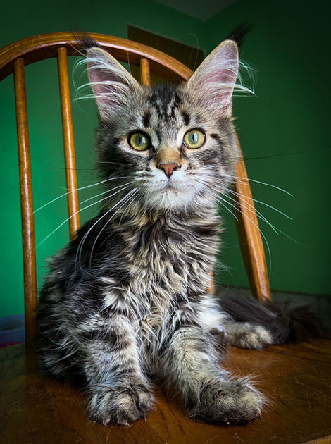 Maine Coon Mexico