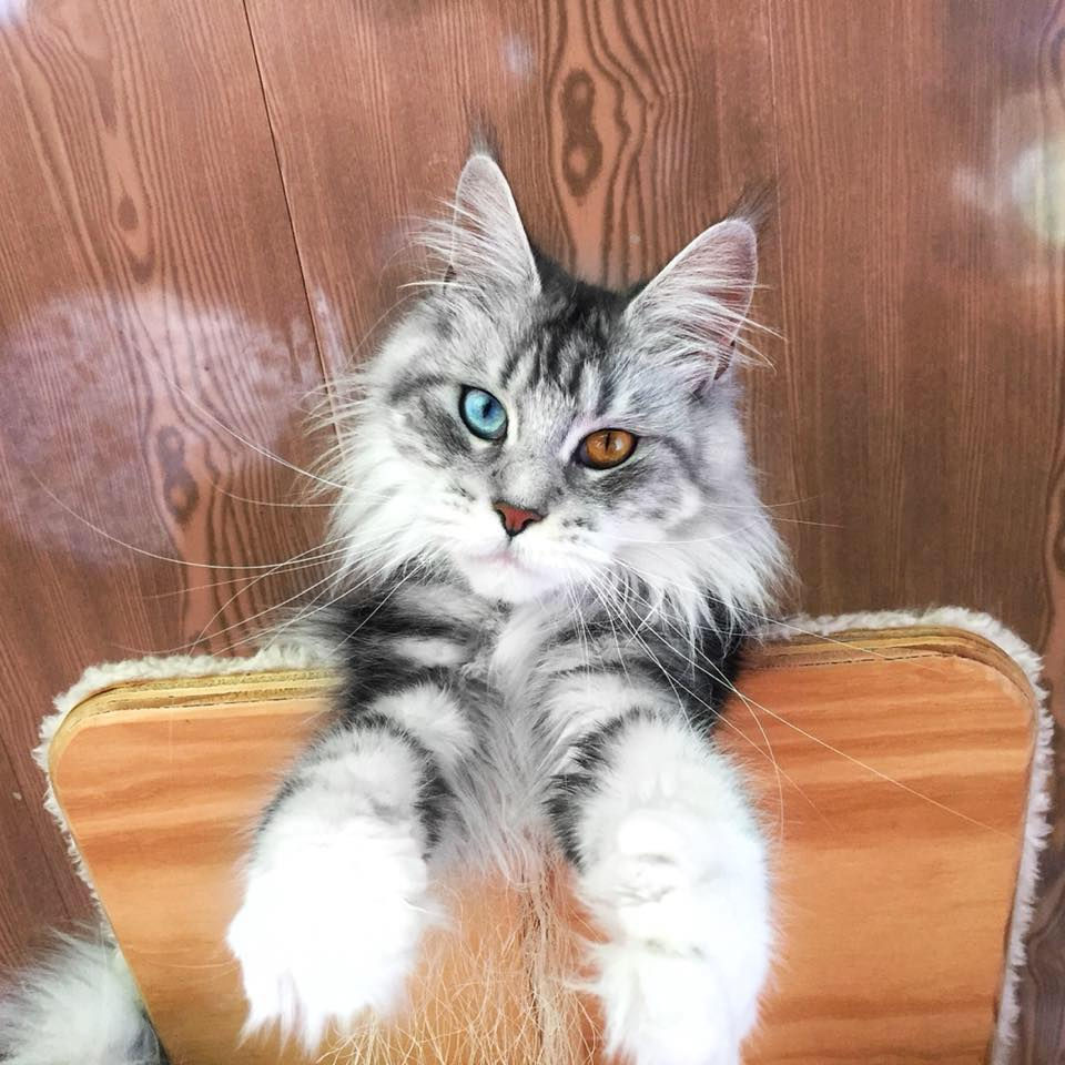 Maine Coon Mexico