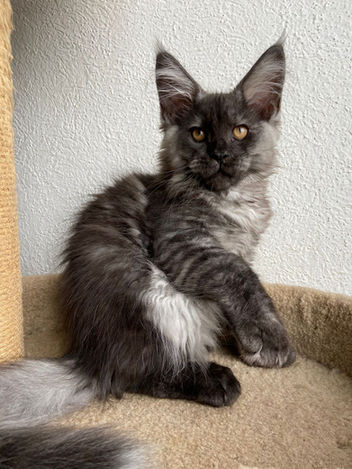 Maine coon Mexico - humo smoke negro