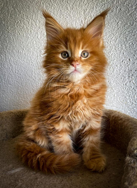 Maine Coon Mexico