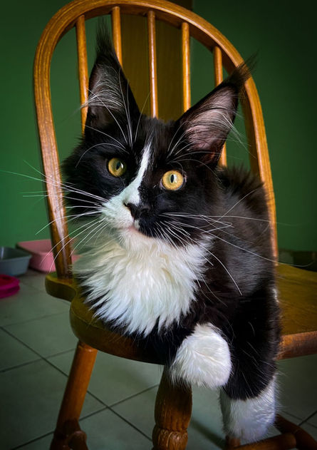 Maine Coon Mexico