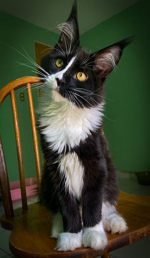 Maine coon México