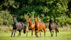 Stutenherde auf Sommerweide
