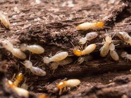 Effective Termite Prevention Strategies You Can Trust from Southern Environmental Control