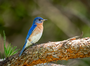 Eastern bluebird on a branch.
