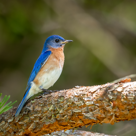 eastern bluebird a-1198.png