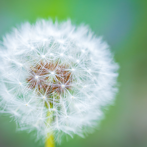 Dandelion Puff-3897.png