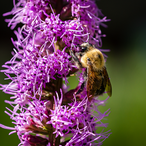 bee on liatris flower 2-2595.png