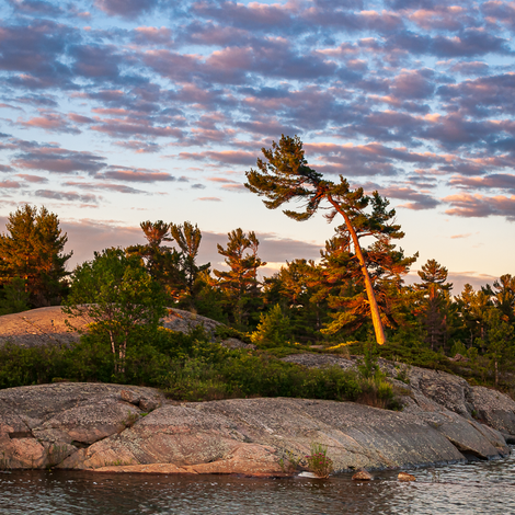 pine sunrise-226.png