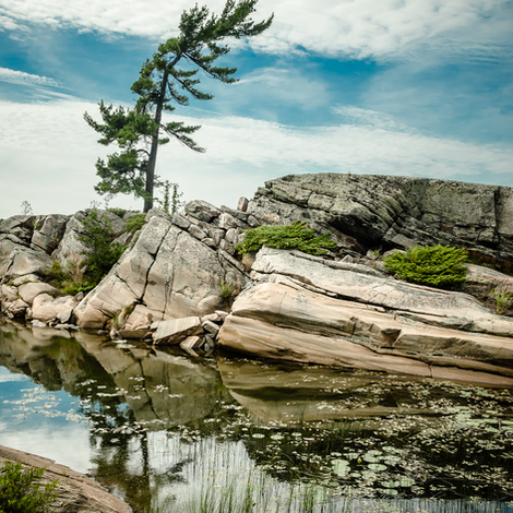 Windswept Pine-2514.png