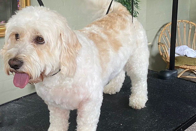 K9Cuts-DogGroomingWirral.jpg