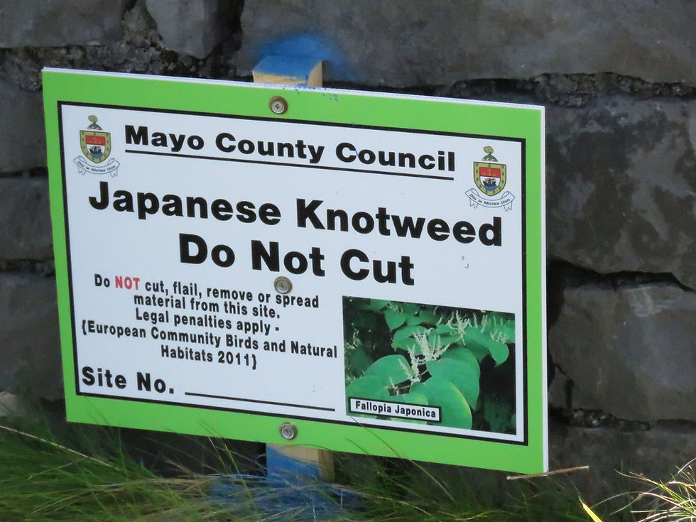 Japanese knotweed sign Mayo County Council