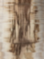tracks of the emerald ash borer beneath the bark