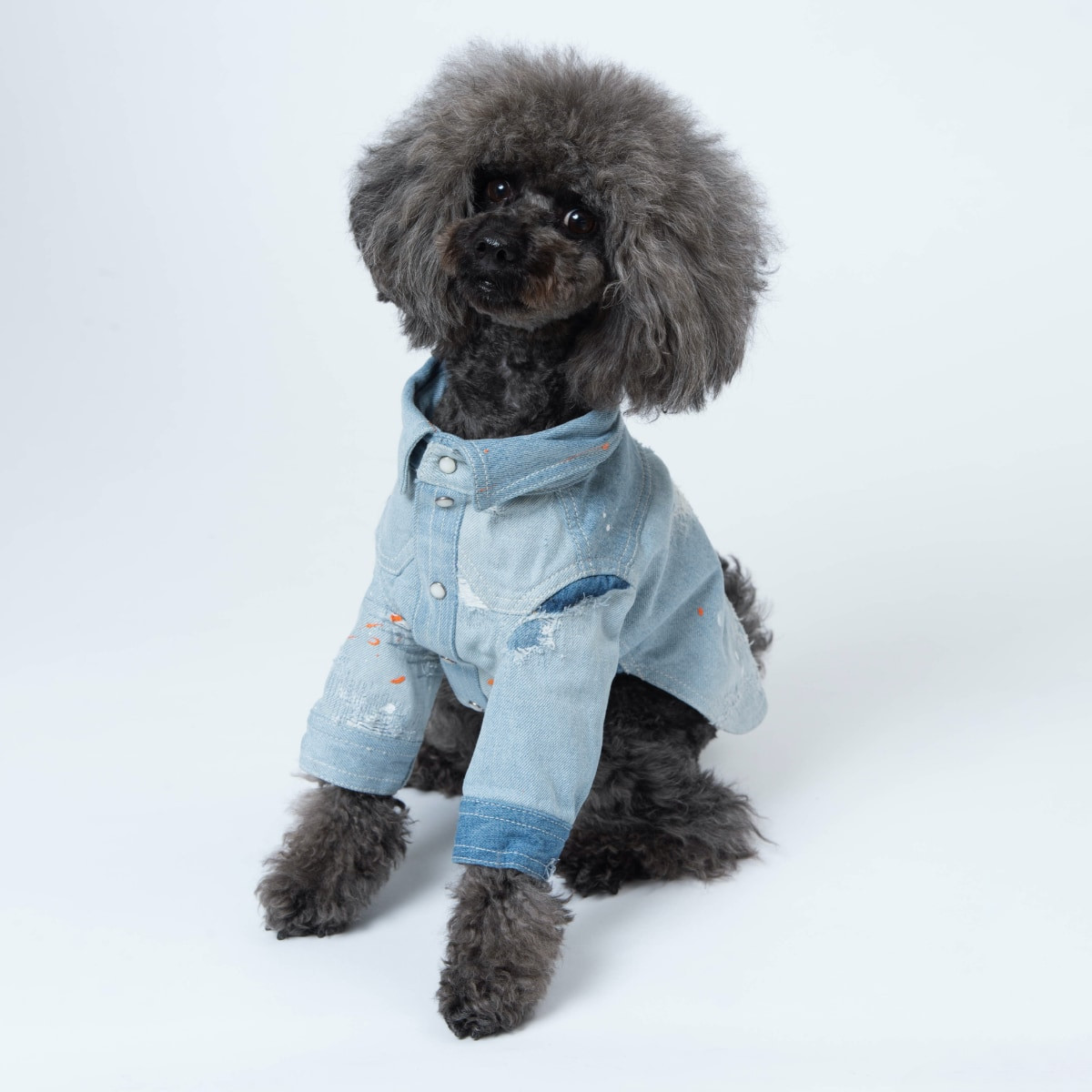 Pデニジャン(愛犬用Gジャン・ペンキ散らし)