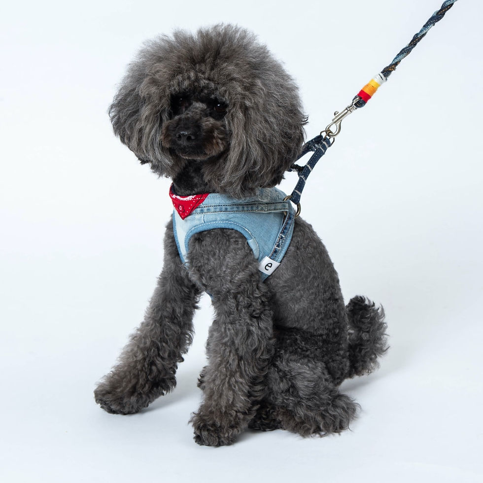 サムネイル： デニハーネス（愛犬用ハーネス）