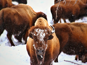 Buffalo.jpg