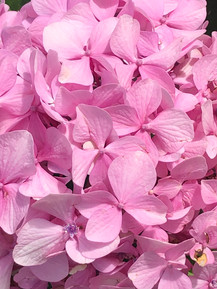 La Vivaccia Hortensia