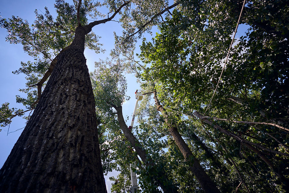 Chainsaw on tree stump near "Private Property No Trespassing" sign. Worker in orange operates machine in wooded area with grass and branches.
