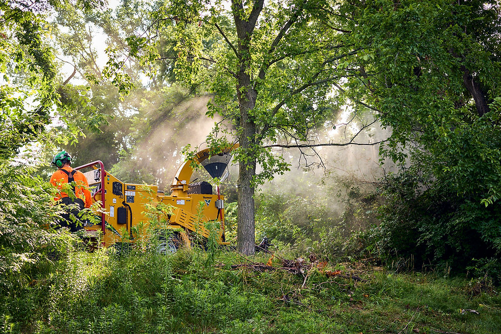 The Real Cost of Delaying Tree Work: Safety, Liability, and Property Value