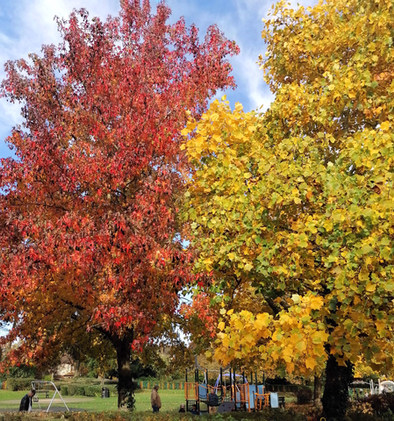 Capturing Autumn Photo Competition 2020