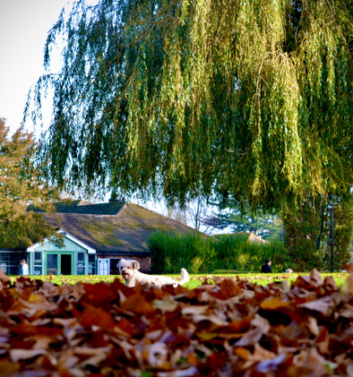 Capturing Autumn Photo Competition 2020