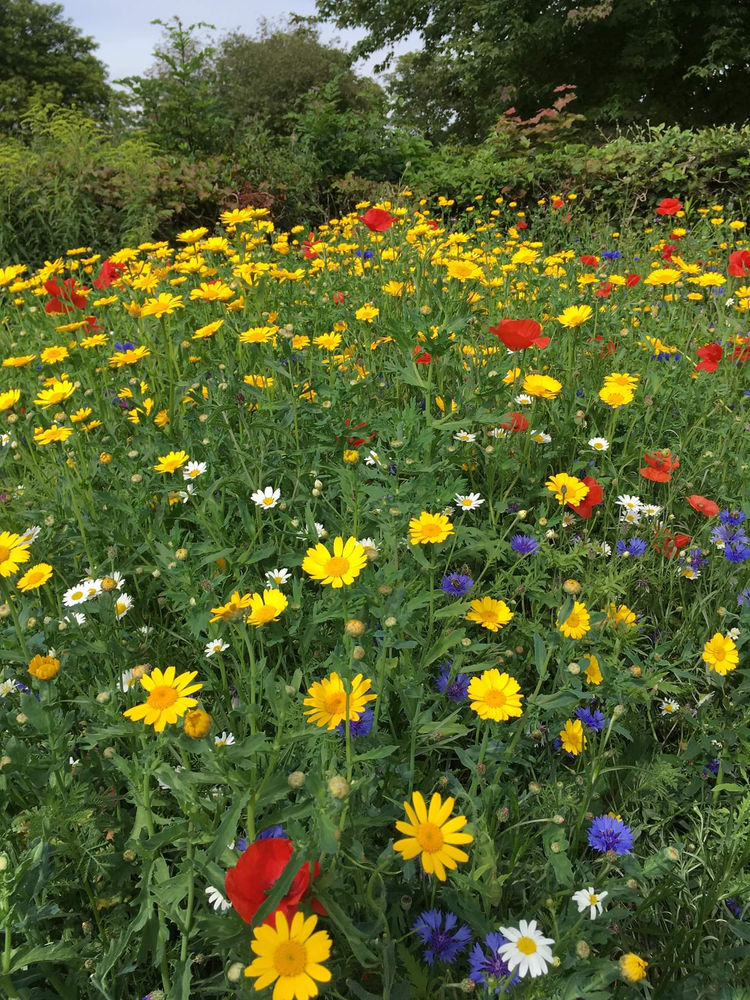 Wildflower Beds