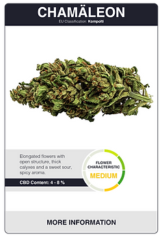 Chamäleon-13.png