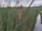 field photos