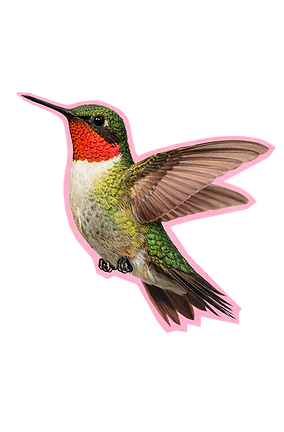 colibri-fran