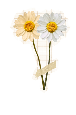 francesca-muzio-flor