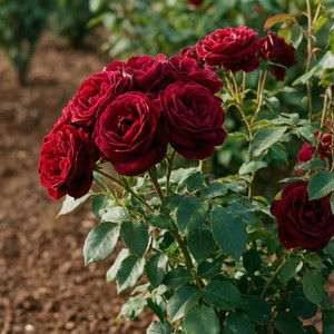 Gartenpflege-Meisterwerk