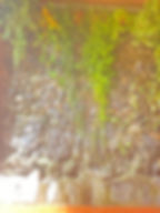 thumbnail_IMG_9774.jpg