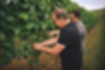 Steffen Meinhard und Matthias Schabler bei der Weinlese