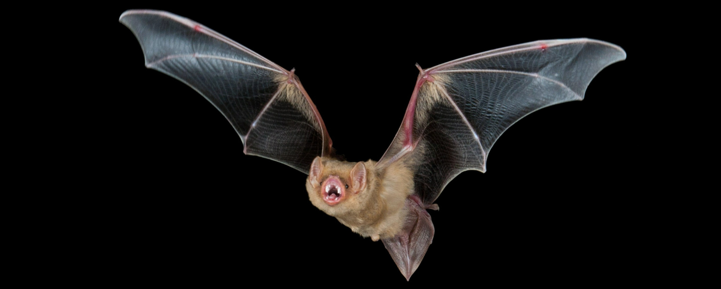 Home Southwest Bat Hub