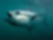 bluefin-tuna-underwater.jpg