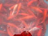 ライブベイト放流完了