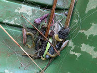 ルアー回収しました